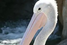 洛杉矶快船vs新奥尔良鹈鹕